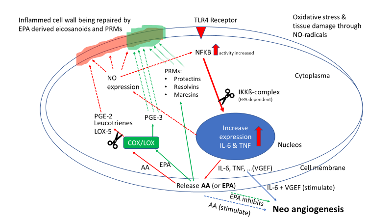 OMEGA-3´S MAY HELP REDUCE THE INTENSITY OF AN INFLAMMATORY RESPONSE - Vital Remedy MD 